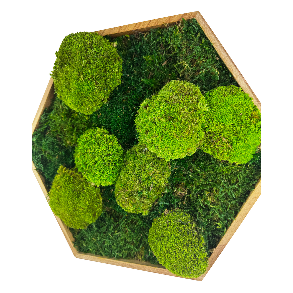 Hexagon Moosbilder für moderne Wandgestaltung