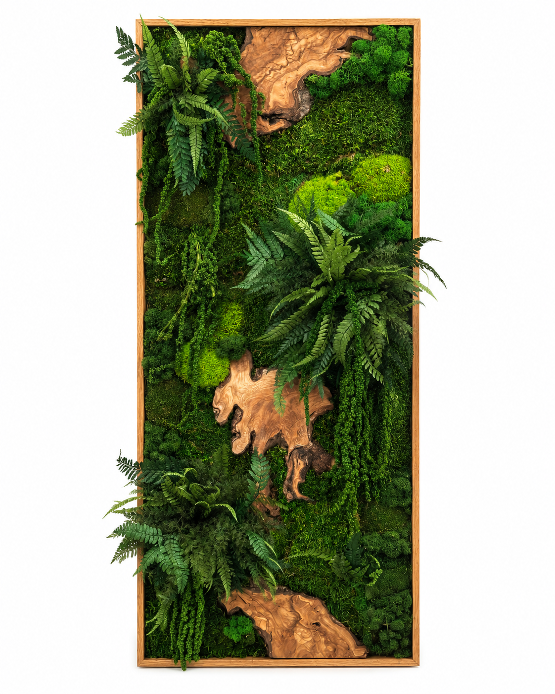 Moosbild - "Urwald" Olivenholz - Flachmoos - Kugelmoos