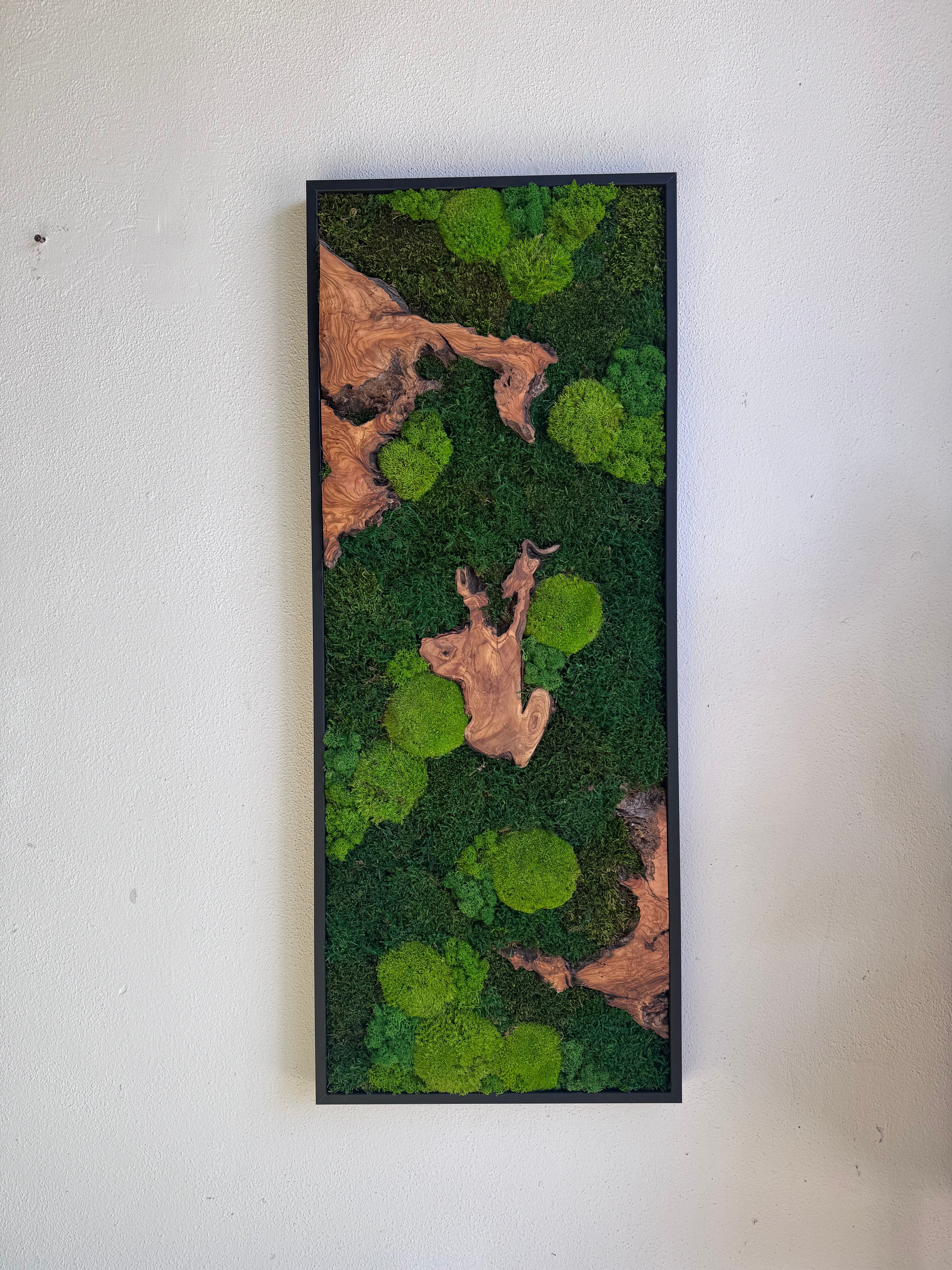 Moosbild - Olivenholz - Flachmoos - Kugelmoos - Islandmoos und Holz Elemente