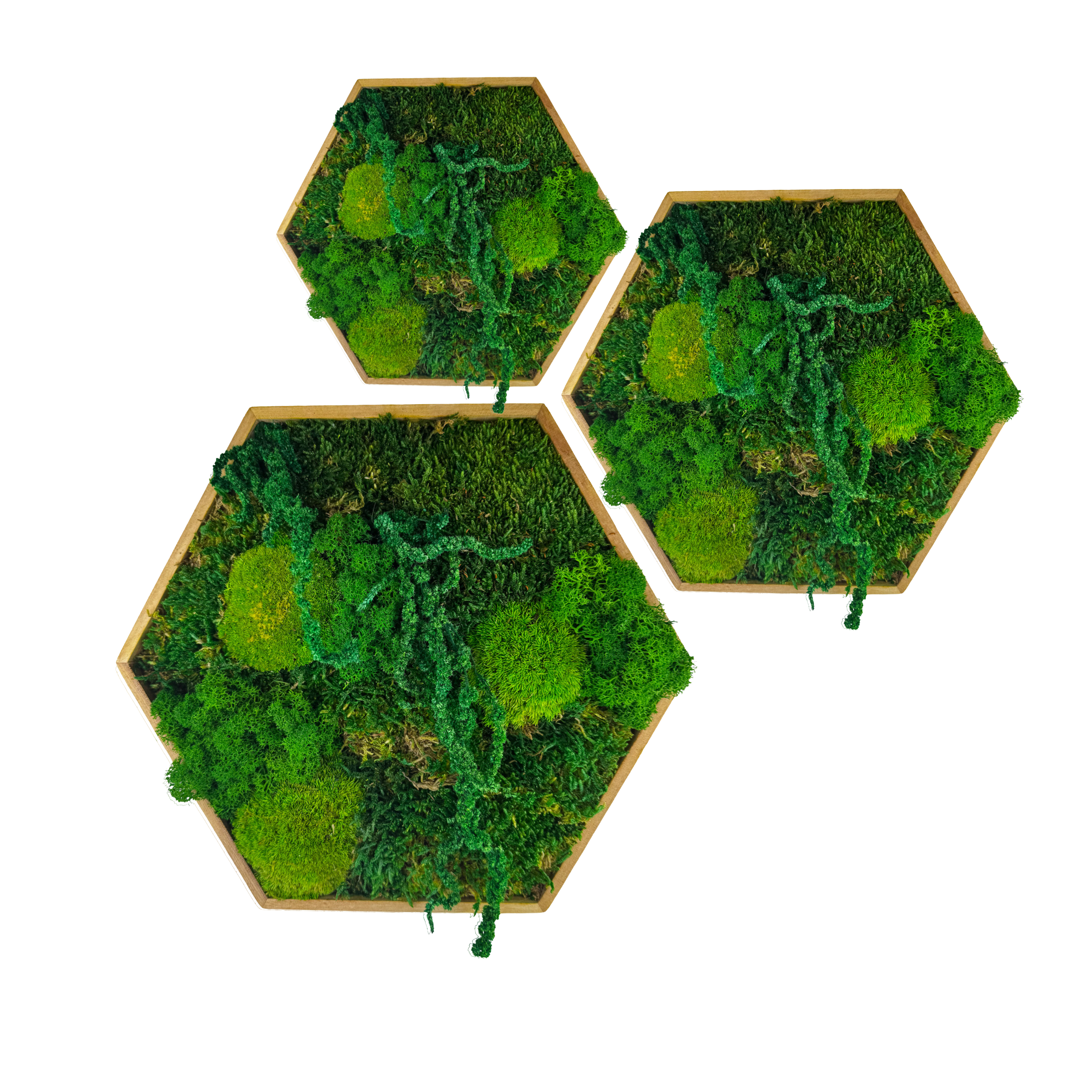 Hexagon Waldtraum