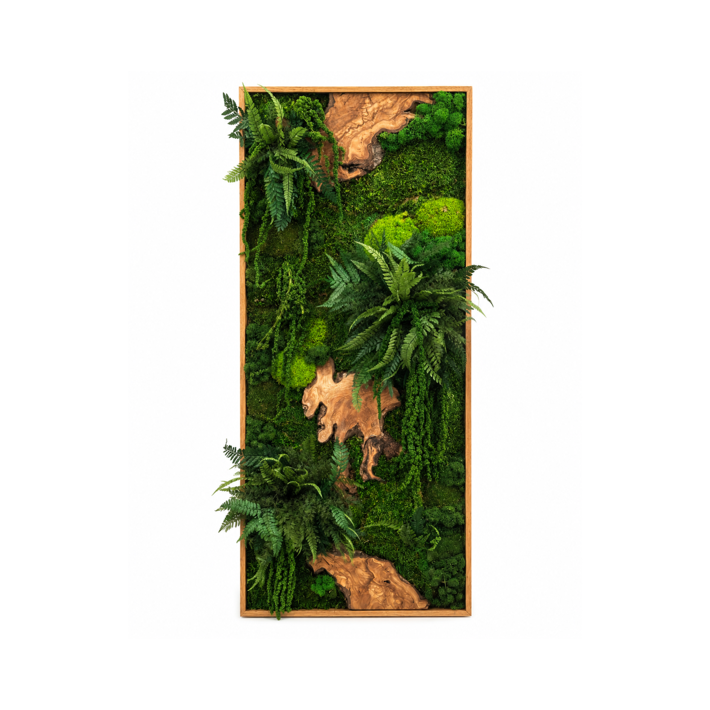 Moosbild - "Urwald" Olivenholz - Flachmoos - Kugelmoos