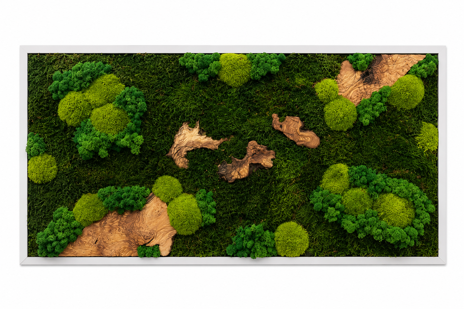 Moosbild - Olivenholz - Flachmoos - Kugelmoos - Islandmoos und Holz Elemente