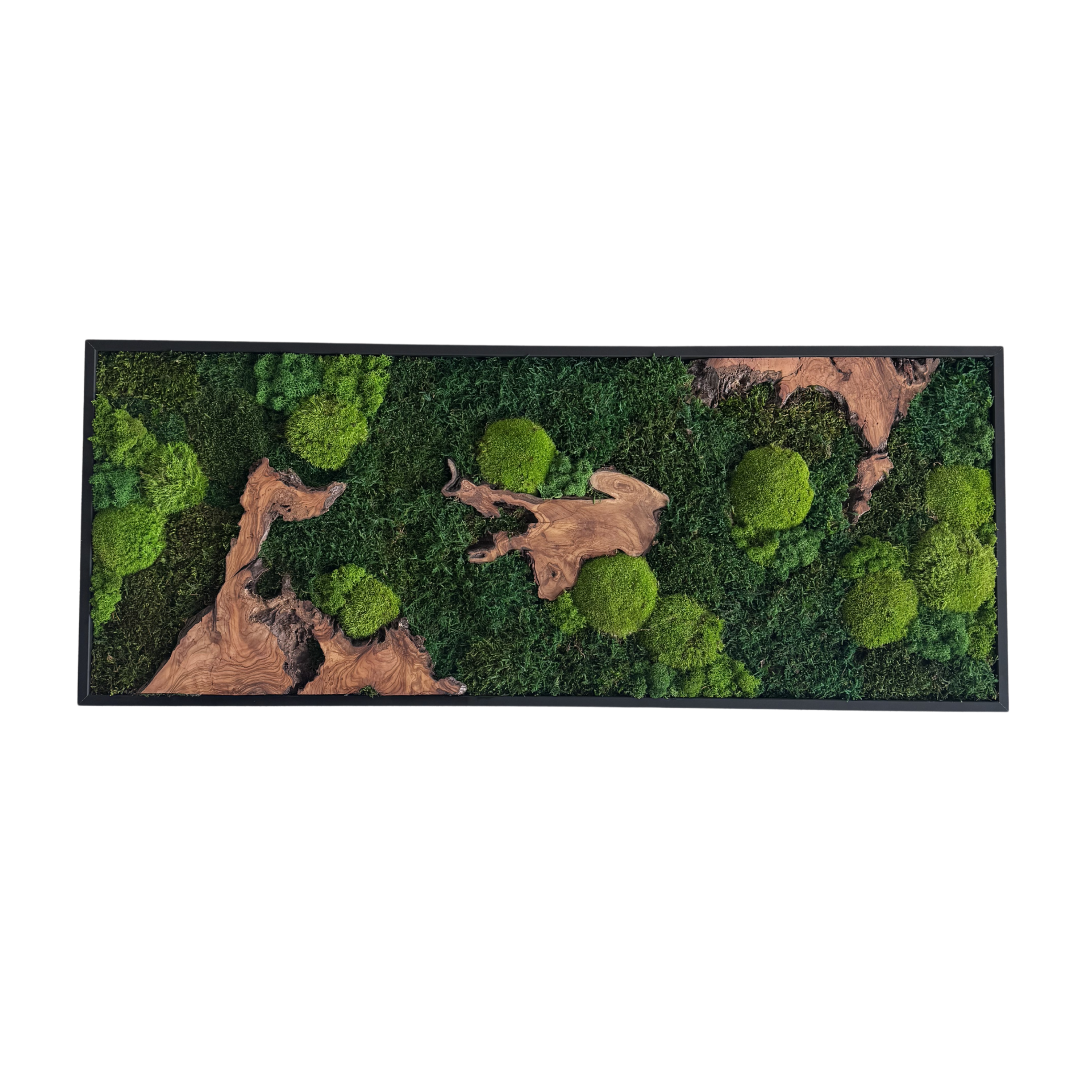 Moosbild - Olivenholz - Flachmoos - Kugelmoos - Islandmoos und Holz Elemente