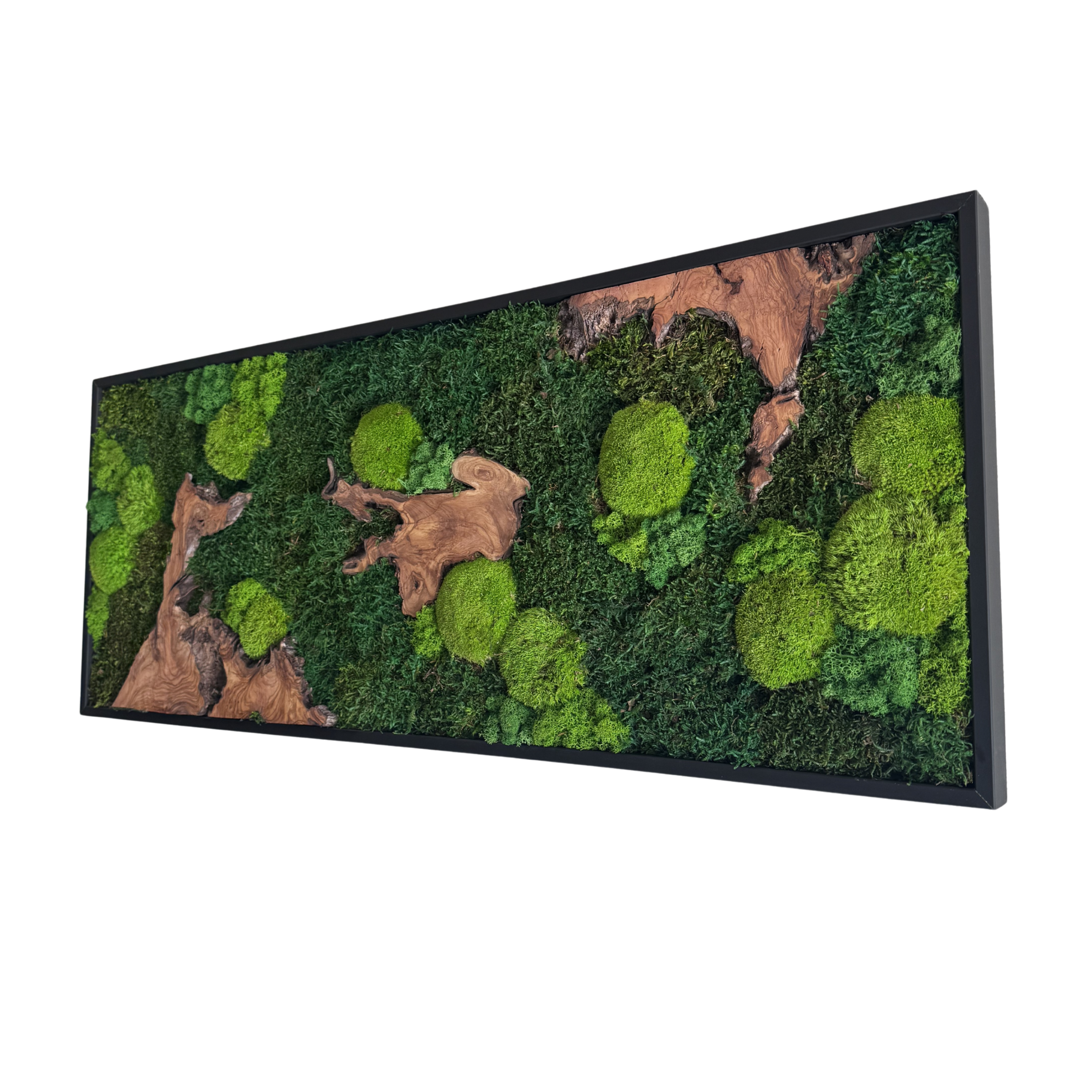 Moosbild - Olivenholz - Flachmoos - Kugelmoos - Islandmoos und Holz Elemente