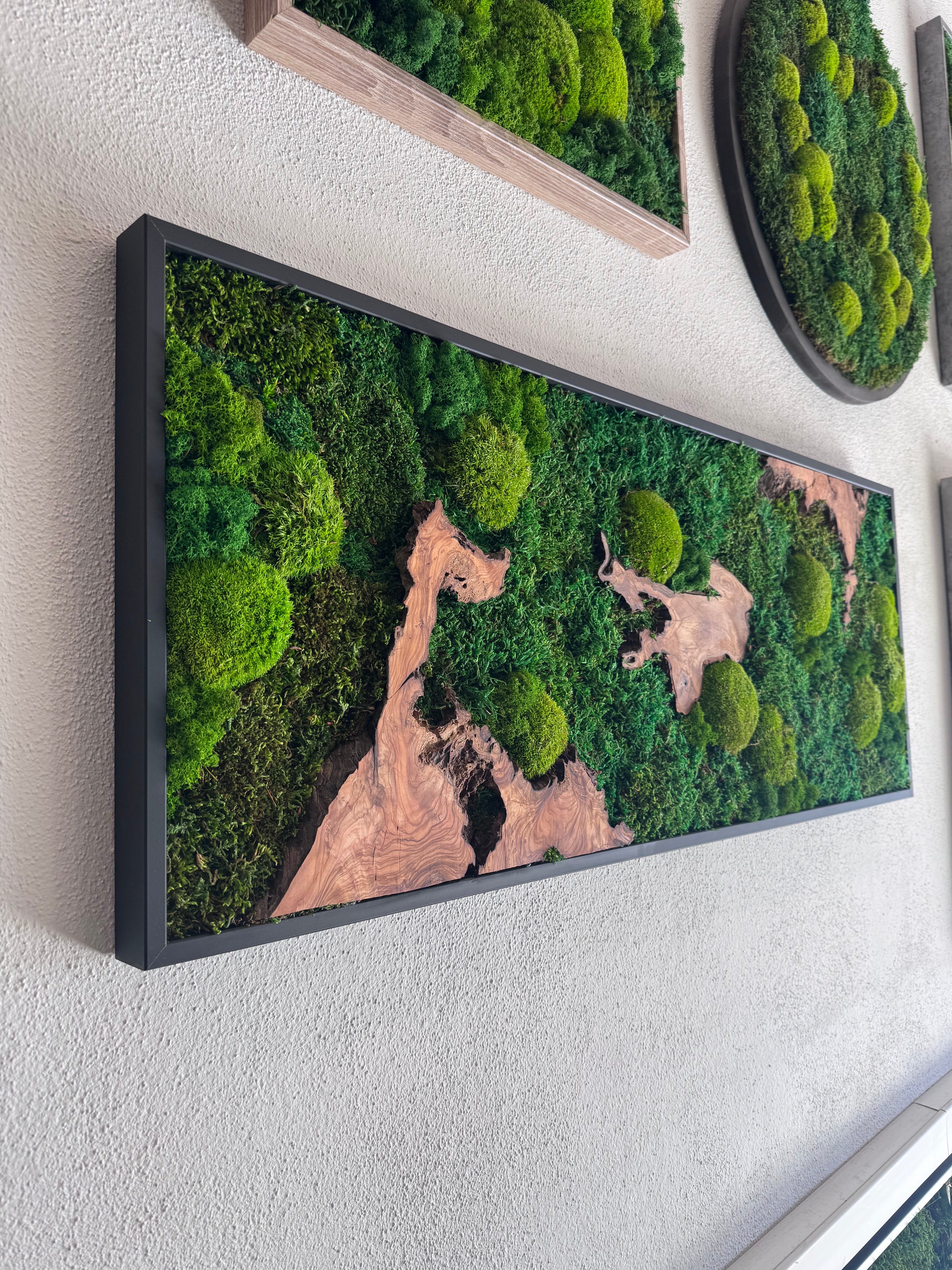 Moosbild - Olivenholz - Flachmoos - Kugelmoos - Islandmoos und Holz Elemente