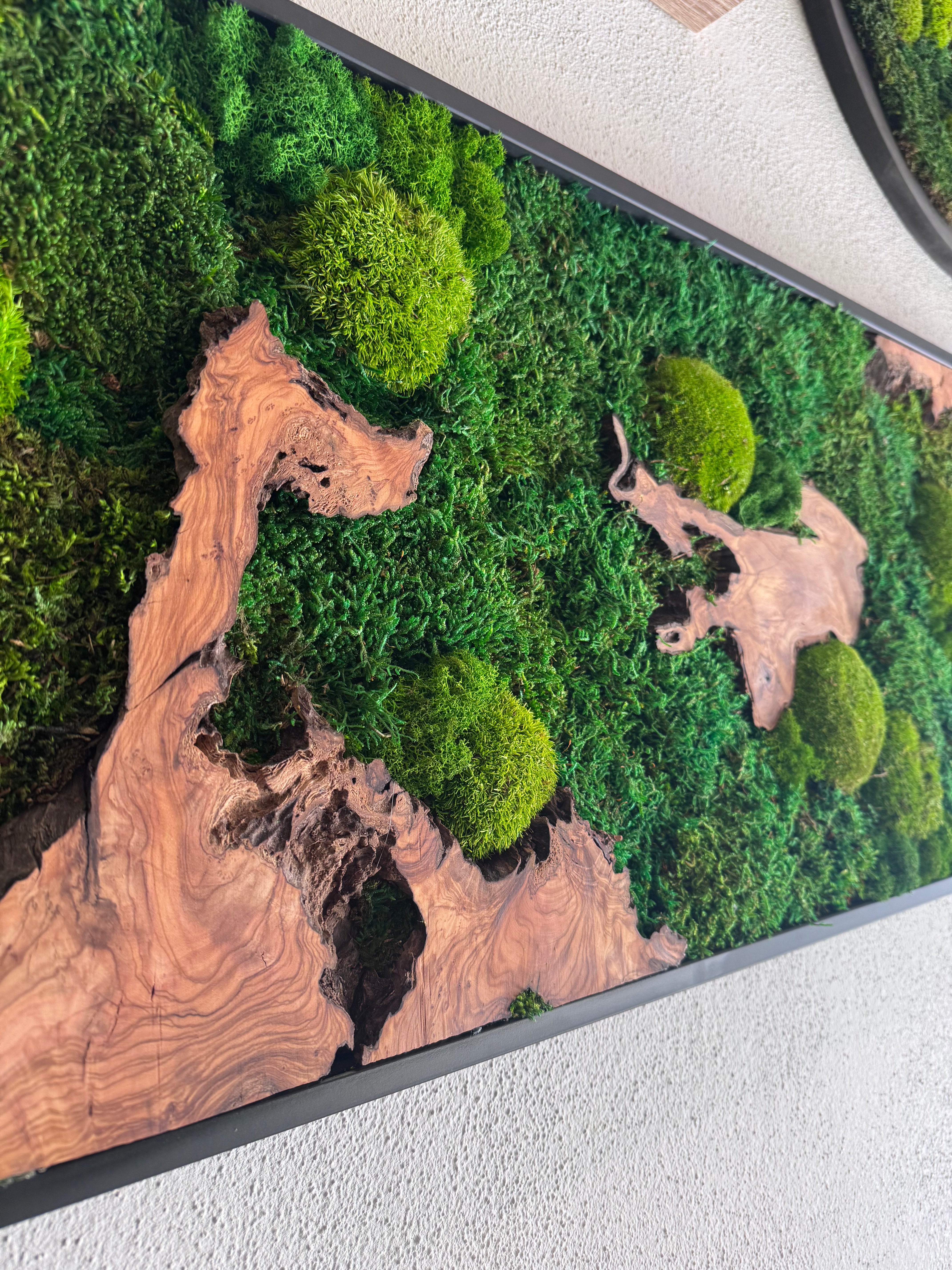 Moosbild - Olivenholz - Flachmoos - Kugelmoos - Islandmoos und Holz Elemente