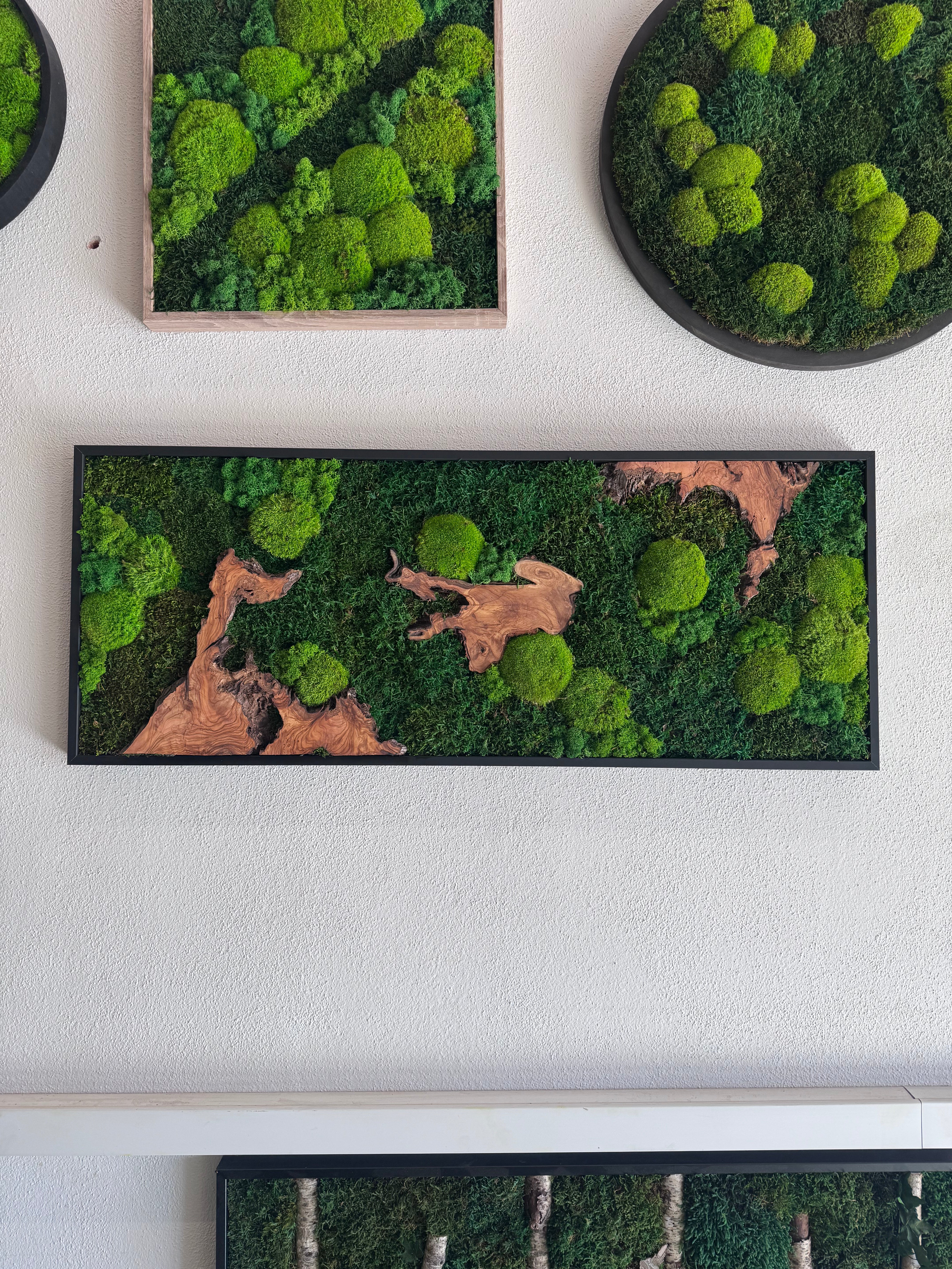 Moosbild - Olivenholz - Flachmoos - Kugelmoos - Islandmoos und Holz Elemente